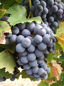 loire valley wines cabernet franc grapes