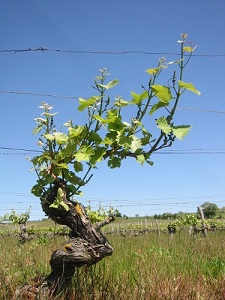 Loire valley wines old gnarled vine